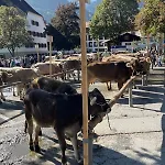 Whiteberg Lägenhet Schruns