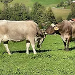 Whiteberg Schruns